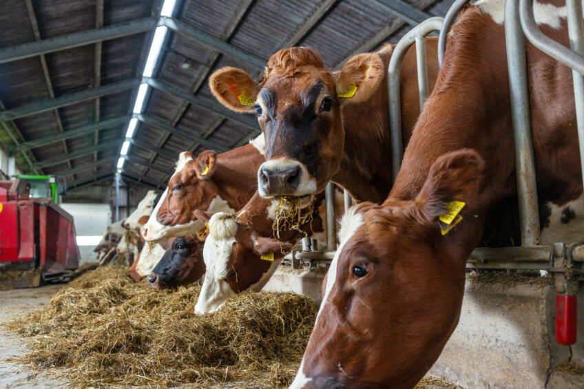 In the Netherlands, efforts to find a solution for its nitrogen emissions problem continue. Photo: Herbert Wiggerman