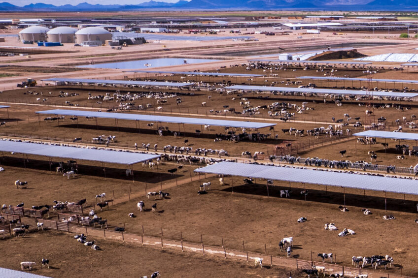 US dairy shift: Fewer farms, bigger herds, higher efficiency