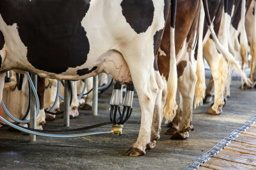 Milestone targets include less than 20% of the national herd suffering from lameness by 2028, less than 10% by 2035 and less than 5% by 2044. Photo: Canva