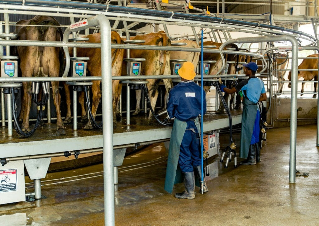 Sean has 45 staff working on the 2 dairy farms in Zimbabwe.