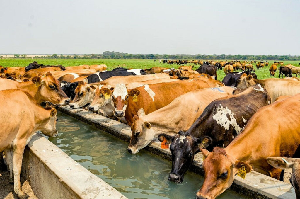 The Mafuro Farming cows in Zimbabwe are a Jersey Holstein cross, which are bred to suit the farm’s pasture-based system. 