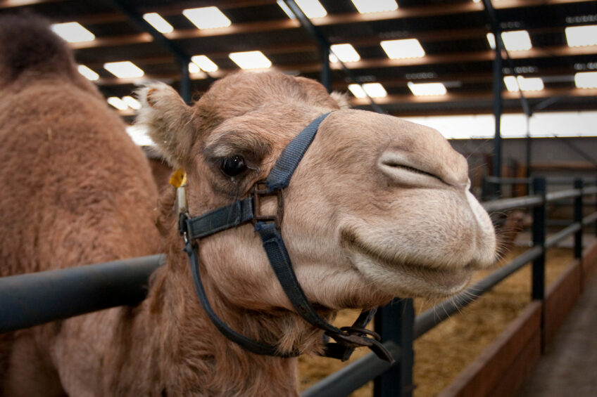 Besides Australia, camel dairies are currently found in the US, several countries in Africa, Saudi Arabia, the UAE, Mongolia and Kazakhstan. Photo: Bart Nijs