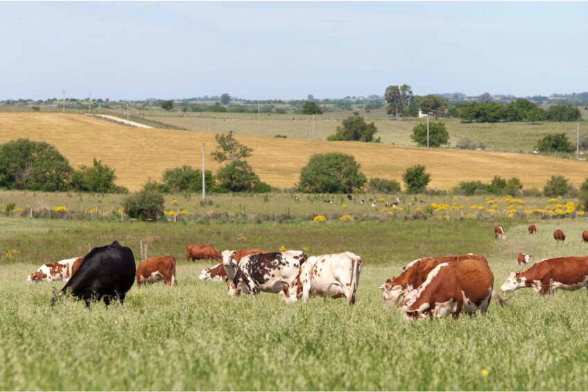 South Africa's agricultural sector projects growth of 3.5% in 2025. Photos: Canva