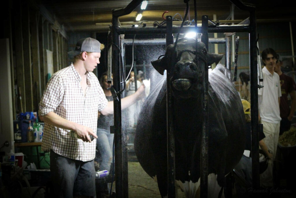 Seth does show cow preparation all over North America and works for Doug and Dave when is at home.