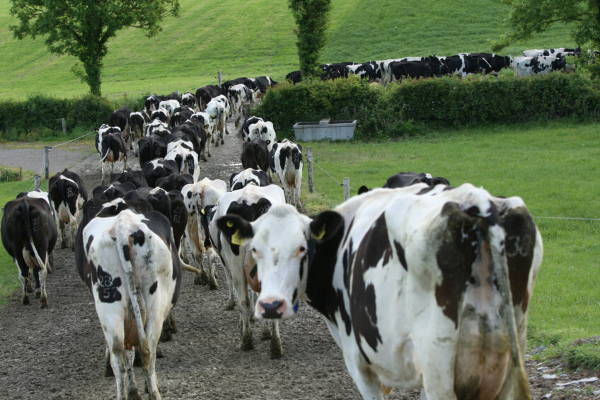 Cows going to fresh pasture on a farm in Ireland. Photo: Misset