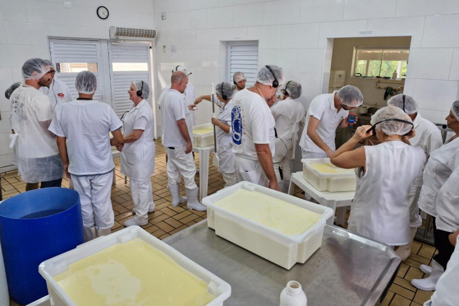 During a 3-day workshop, the delegation dedicated itself to blue cheese production, learning about the manufacturing stages. They learnt techniques on coagulation and drainage of curds and the creation of veins in blue cheese. Photo: APTA