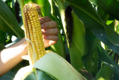 Global mycotoxins surge in 2024: Survey reveals rising risks