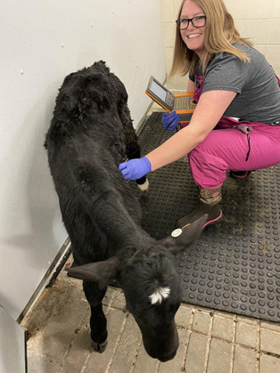 Study co-author Dr Melissa Cantor with a beef-on-dairy hybrid calf. Photo: Penn State. 