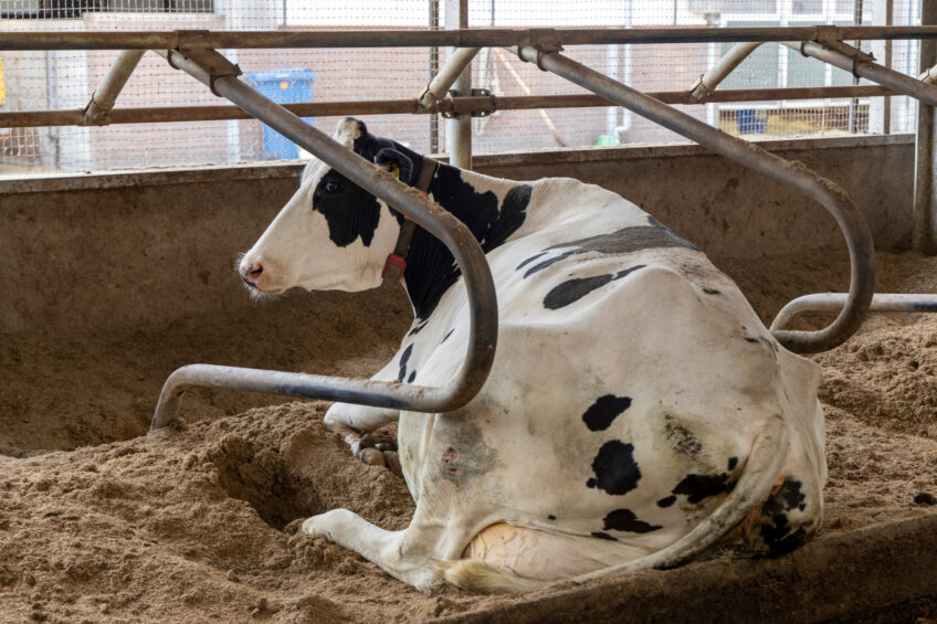 This is the first study to explore CAM use on dairy farms in a UK context. Photo: Koos Groeneveld