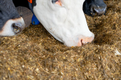 Low-fibre diets allow fermentation acids to accumulate in the rumen and cause ulcers. Photo: Jan Willem Schouten