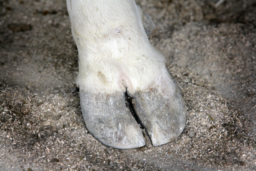 A farm with 1,400 cattle showed the classic symptoms of Foot-and-Mouth Disease in early March. Photo: Henk Riswick